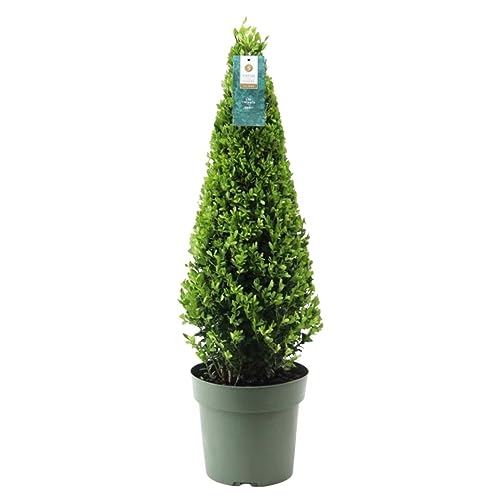 Plants by Frank | Echte Stechpalme Pyramide | 1x Ilex crenata 'Jenny' Pyramide | 1 Stück | 22 cm Ø durchmesser | 55 cm hoch | Buchsbaum ersatz | Ilex | Gartenpflanzen | Buchsbaum | Herbst Pflanzen von Plants by Frank