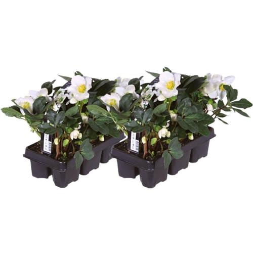 Plants by Frank | Set von 12 Christrosen Pflanzen | 12x Helleborus niger 'Christmas Carol' | 7 cm Ø | 20 cm | Winterharte Christrosen Pflanzen | Gartenpflanzen | Winterharte Pflanzen für Garten von Plants by Frank