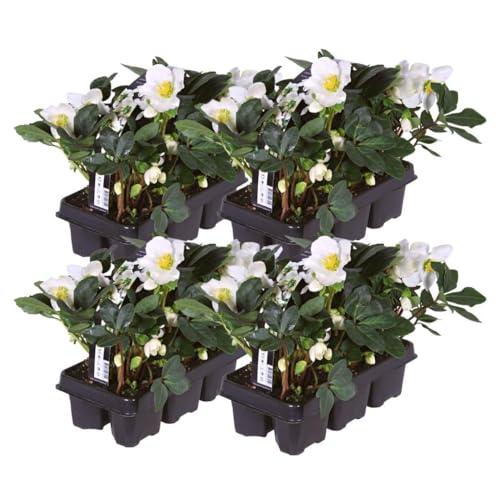 Plants by Frank | Set von 24 Christrosen Pflanzen | 24x Helleborus niger 'Christmas Carol' | 7 cm Ø | 20 cm | Winterharte Christrosen Pflanzen | Gartenpflanzen | Winterharte Pflanzen für Garten von Plants by Frank
