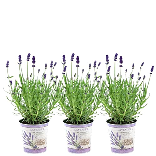 Plants by Frank - Set von 3 Echter Lavendel Pflanze im Dekotopf 'Deluxe' - 3 x Lavandula Angustifolia Felice ® 13 cm Topf - Lavendel pflanze winterhart - Frisch aus der Gärtnerei Geliefert von Plants by Frank