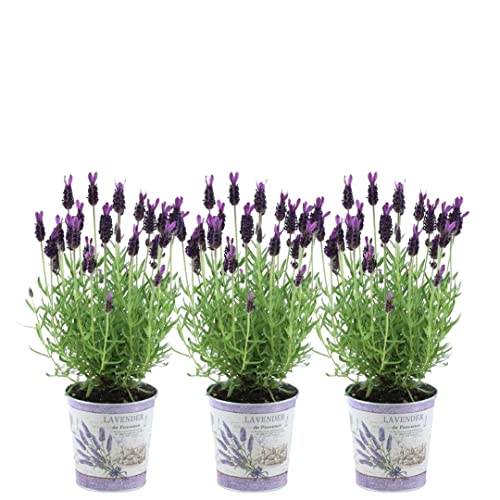 Plants by Frank - Set von 3 Französischen Lavendel Pflanze im Dekotopf 'Deluxe' - 3 x Lavandula stoechas Anouk® 13 cm Topf - Lavendel pflanze - Frisch aus der Gärtnerei Geliefert von Plants by Frank