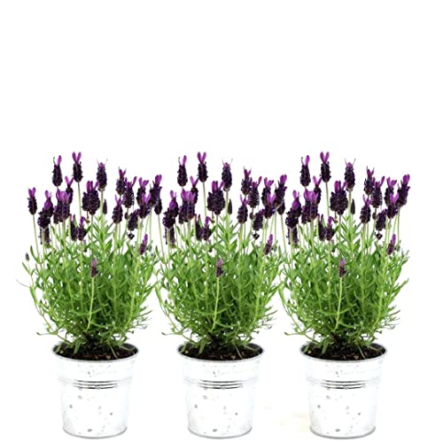 Plants by Frank - Set von 3 Französischen Lavendel Pflanze im Dekotopf 'Old Look' - 3 x Lavandula stoechas Anouk® 13 cm Topf - Lavendel pflanze - Frisch aus der Gärtnerei Geliefert von Plants by Frank