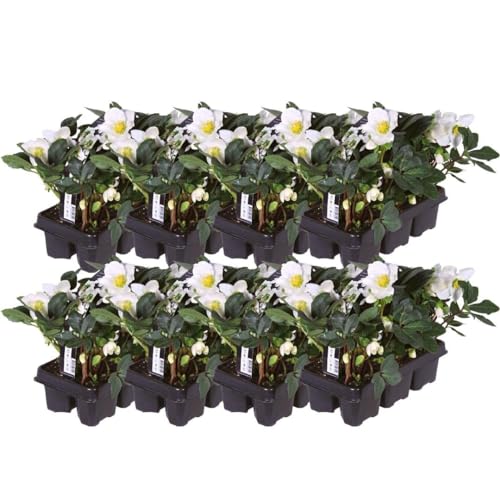 Plants by Frank | Set von 48 Christrosen Pflanzen | 48x Helleborus niger 'Christmas Carol' | 7 cm Ø | 20 cm | Winterharte Christrosen Pflanzen | Gartenpflanzen | Winterharte Pflanzen für Garten von Plants by Frank