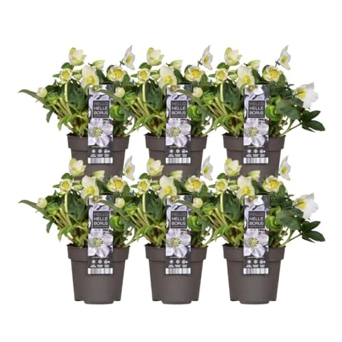 Plants by Frank | Set von 6 Christrosen Pflanzen | 6x Helleborus niger 'Christmas Carol' | 12 cm Ø | 20 cm | Winterharte Christrosen Pflanzen | Gartenpflanzen | Winterharte Pflanzen für Garten von Plants by Frank
