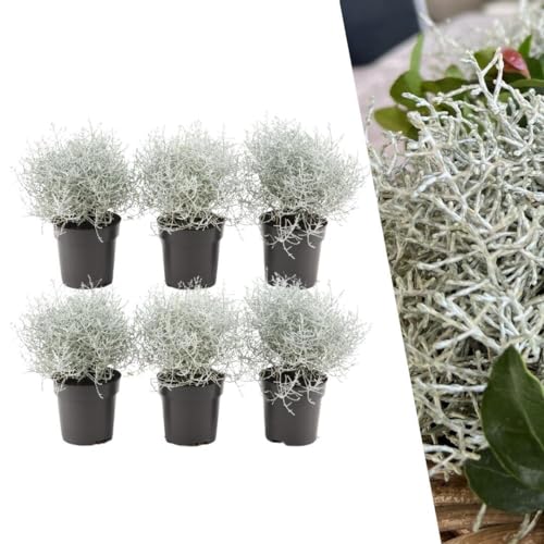 Plants by Frank | set von 6 Gitterkraut | 6x Calocephalus' | 10 cm Ø | 15-20 cm | Grabbepflanzung | Winterhart Pflanzen | Gartenpflanzen | Herbst Pflanzen von Plants by Frank