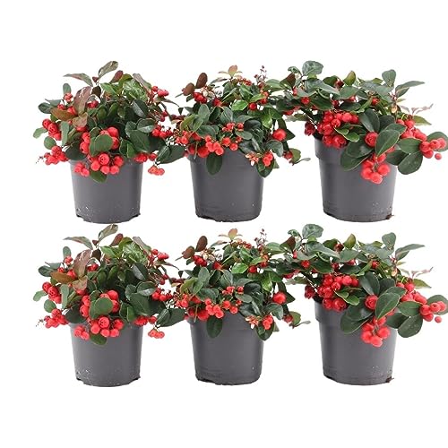 Plants by Frank | set von 6 rote Teppichbeere | 6x Gaultheria procumbens 'Big Berry'' | 12 cm Ø | 15-20 cm | Grabbepflanzung | Winterhart Pflanzen | Gartenpflanzen | Herbst Pflanzen von Plants by Frank