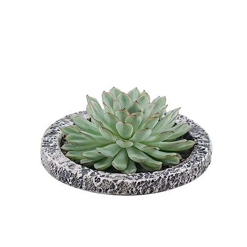 ROOTLESS by Aloe Demi | echte Sukkulent grün in Concrete keramik Schale Ø20 cm | Echeveria Pulidonis Ø12-14 cm - 5 cm | echte Sukkulent Pflanzen | Succulenten | Kakteen | Sukkulent | Kaktus von Plants by Frank