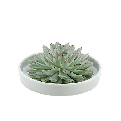 ROOTLESS by Aloe Demi | echte Sukkulent grün in grüne Keramik Schale Ø20 cm | Echeveria Pulidonis Ø12-14 cm - 5 cm | echte Sukkulent Pflanzen | Succulenten | Kakteen | Sukkulent | Kaktus von Plants by Frank
