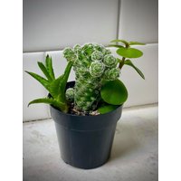 Fingertacker Kaktus | Elefant Busch Sukkulenten Aloe Combo von Plants4lifeByAlma