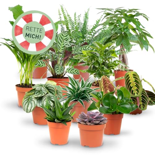 Rette mich: Zimmerpflanzen 12er Set, Retten statt wegwerfen, Überraschungs-Set mit 12 Pflanzen, ø 10-12 cm Topf Rette mich: Zimmerpflanzen 12er Set, Retten statt wegwerfen, Überraschungs-Set mit 12 Pflanzen, ø 10-12 cm Topf von Plantura
