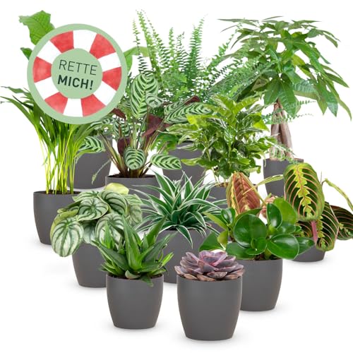 Rette mich: Zimmerpflanzen 12er Set, inkl. 12 Übertöpfe in Anthrazit, Retten statt wegwerfen, Überraschungs-Set mit 12 Pflanzen, ø 10-12 cm Topf Rette mich: Zimmerpflanzen 12er Set, inkl. 12 Übertöpfe in Anthrazit, Retten statt wegwerfen, Überraschungs-Set mit 12 Pflanzen, ø 10-12 cm Topf von Plantura