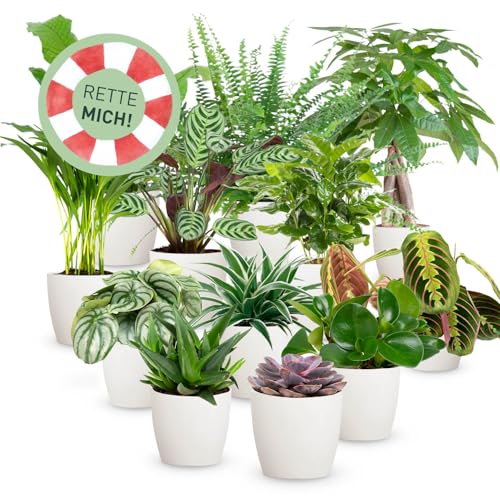 Rette mich: Zimmerpflanzen 12er Set, inkl. 12 Übertöpfe in Natur, Retten statt wegwerfen, Überraschungs-Set mit 12 Pflanzen, ø 10-12 cm Topf Rette mich: Zimmerpflanzen 12er Set, inkl. 12 Übertöpfe in Natur, Retten statt wegwerfen, Überraschungs-Set mit 12 Pflanzen, ø 10-12 cm Topf von Plantura