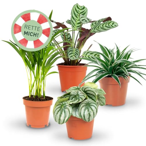 Rette mich: Zimmerpflanzen 4er Set, Retten statt wegwerfen, Überraschungs-Set mit 4 Pflanzen, ø 10-12 cm Topf Rette mich: Zimmerpflanzen 4er Set, Retten statt wegwerfen, Überraschungs-Set mit 4 Pflanzen, ø 10-12 cm Topf von Plantura