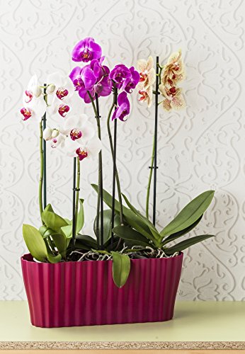 Plastia Orchideenkasten Triola, violett von Plastia