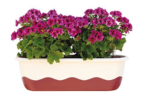 Plastia s.r.o. Blumenkasten Bewässerungskasten 'Mareta' 60 u. 80cm mit Selbstbewässerung, Farbe:Hell-Elfenbein + Weinrot, Größe/Durchmesser:80 cm von Plastia