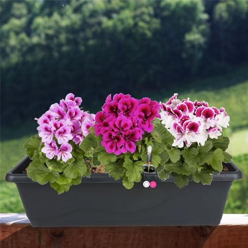 Blumenkasten anthrazit 59cm mit Bewässerung Balkonkasten Pflanzkasten Blumentopf von Plastkon