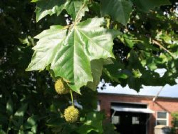 Platane, 10-20 cm, Platanus x hispanica, Topfware von Platanus x hispanica