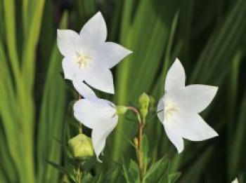 Großblütige Ballonblume 'Albus', Platycodon grandiflorus 'Albus', Topfware von Platycodon grandiflorus 'Albus'