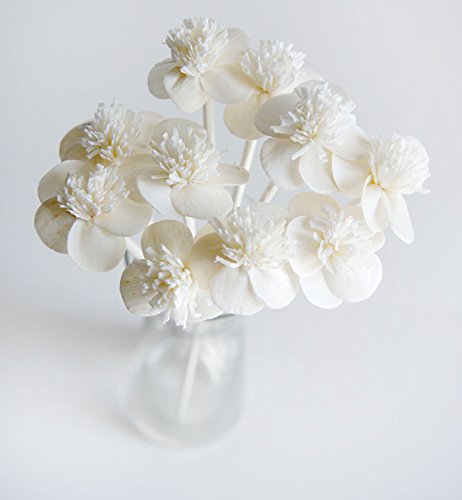 Exotic Plawanature Set mit 10 weißen Kirschblüten Sola Holz Blume mit Schilfrohr Diffusor für Zuhause Duft von Plawanature Scent