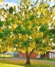 CalendTree Cassia Fistula, seltene Golden Shower Tree Gold Rush Yellow Flower Samen, 10 Samen CalendTree Cassia Fistula, seltene Golden Shower Tree Gold Rush Yellow Flower Samen, 10 Samen von PlenTree