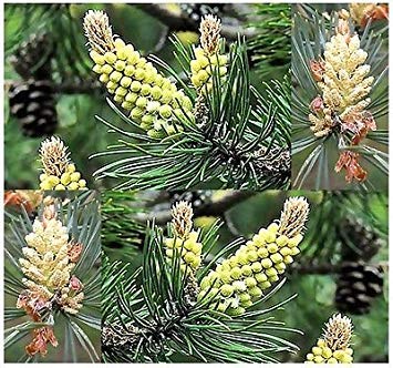 PlenTree (30 Kiefer Silvestre, Kiefer Silvestre - Samen von Pinus sylvestris - ¡Pido Crecimiento von PlenTree