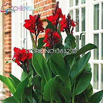 plenTree 10 Stück Canna Samen schöne Blumensamen Indica Lilien Pflanzen Garten Blumenzwiebeln Outdoor Topf-Bonsaischen. Geschenk für zu Hause von PlenTree