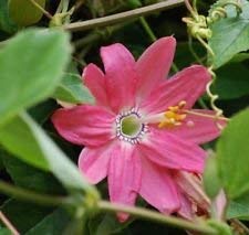PlenTree 10 Tano Maracuyá Samen (Passiflora Mollissima) Alias Curuba, Plã¡Tano Poka von PlenTree