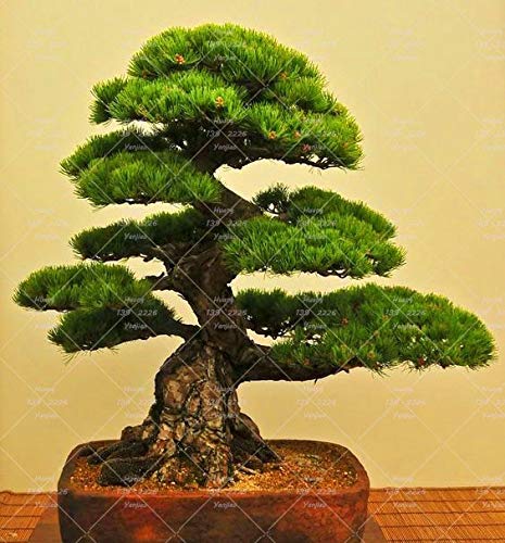 PlenTree 10PCS japanische Schwarzkiefer Bonsai-Baum Garten Innendekoration immergrün, stark Garten s von PlenTree