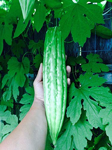PlenTree 15 Bio Bittermelone Gourd Ampalaya Samen PlenTree 15 Bio Bittermelone Gourd Ampalaya Samen von PlenTree