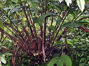 PlenTree 20 Samen der Kardamom-Pflanze (Amomum Schwarz Subulatum) Zur Anzucht im Innen- oder Außenbereich! von PlenTree