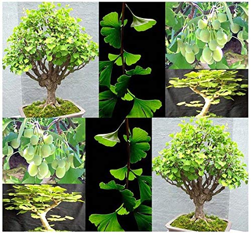 PlenTree 2018 neue Erbstück Organic 5 Ginkgo Gingko Fruchtsamen Nüsse Bonsai-Baum aus Samen gezogen von PlenTree
