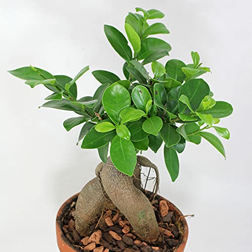 PlenTree 50pcs / bag Banyan s Bonsai Ficus Ginseng s DIY Hausgarten s Green Tree Seas Indoor er Pot: dy von PlenTree