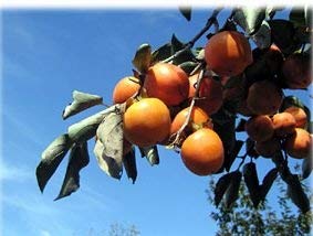 PlenTree 6 Samen der japanischen Khaki So456 (Diospyros Kaki) von PlenTree