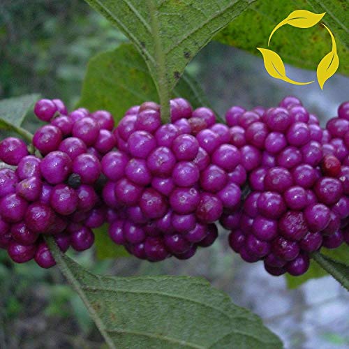 PlenTree Americana Beautyberry Callicarpa Americana 15 Semi von PlenTree