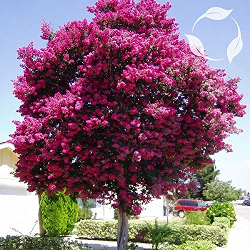 PlenTree Crapemyrtle Lagerstroemia Indica Samen von PlenTree