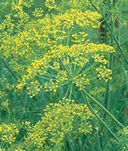 PlenTree Dill Samen, Mammoth Long Island, Erbstück, organisch, ohne GVO, 25+ Samen, Gewürz PlenTree Dill Samen, Mammoth Long Island, Erbstück, organisch, ohne GVO, 25+ Samen, Gewürz von PlenTree