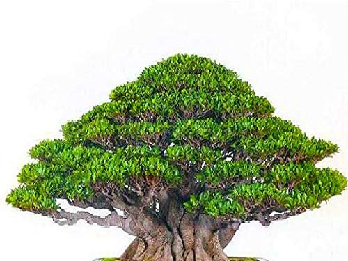 PlenTree Ein 20PCS Banyan Tree s Ficus Ginseng s Bonsai-Baum für DIY Hausgarten Semente von s auf der ganzen Welt li: Grün von PlenTree