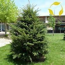 PlenTree Europäischer Tannenbaum Abies Alba - 10 + Samen PlenTree Europäischer Tannenbaum Abies Alba - 10 + Samen von PlenTree