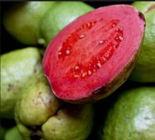 PlenTree Hausgarten Bonsai frisch Guave Guave Thailand rosa groÃŸ frisches Obst, 20pcs / bag von PlenTree