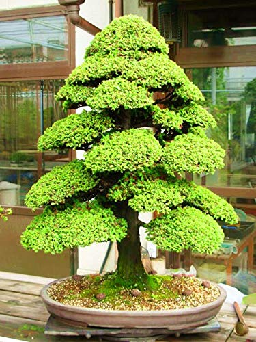 PlenTree Heilige der japanischen Zeder - 10 Stück Seas Bonsai von PlenTree