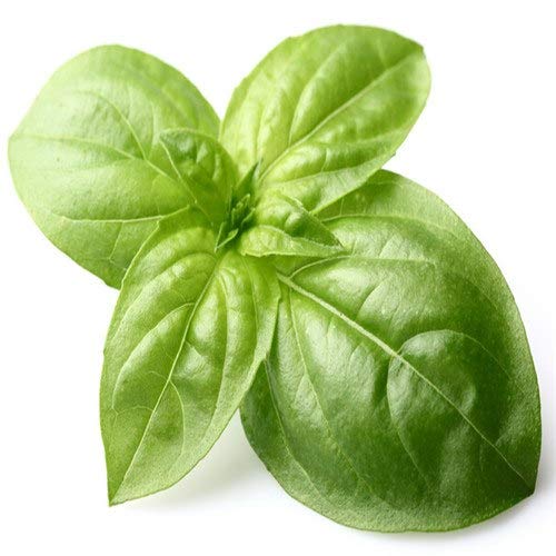 PlenTree Originalverpackung Basilikum Samen süß Ocimum basilicum Samen Gemüse Basilikum duftenden Samen, Samen - 100 Stück: Gelb PlenTree Originalverpackung Basilikum Samen süß Ocimum basilicum Samen Gemüse Basilikum duftenden Samen, Samen - 100 Stück: Gelb von PlenTree