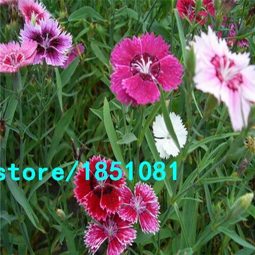PlenTree Pack 100 Stück Black Seeds Balkon Topf Hof Garten s Samen Rose Dianthus Caryophyllus Seed: Gelb PlenTree Pack 100 Stück Black Seeds Balkon Topf Hof Garten s Samen Rose Dianthus Caryophyllus Seed: Gelb von PlenTree