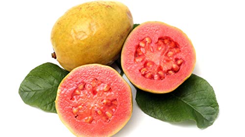 PlenTree Startseite Garten Samen frisch Guave Guave Thailand rosa groÃŸe frisches Obst 20seeds / bag: 3 von PlenTree