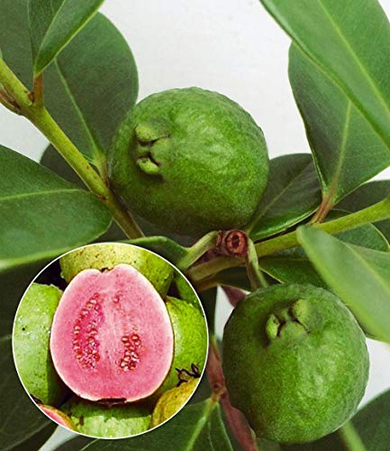 PlenTree Startseite Garten Samen frisch Guave Guave Thailand rosa große frisches Obst 20seeds / bag: 4 PlenTree Startseite Garten Samen frisch Guave Guave Thailand rosa große frisches Obst 20seeds / bag: 4 von PlenTree