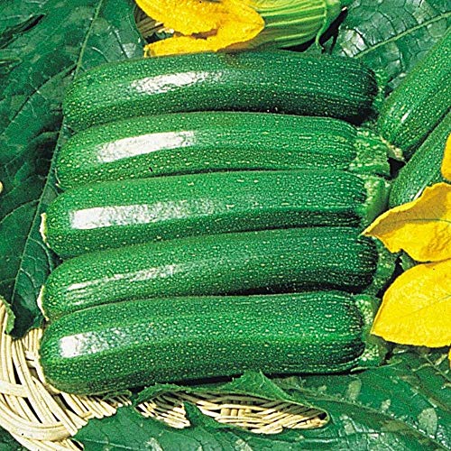 Plentree 10 Stück Squash Kürbis Hybrid F1 Cucurbita Pepo Sommer Zucchini, Gemüse Samen von Plentree