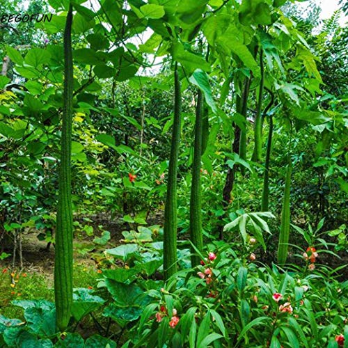 Plentree Grün: 10 Stück/Bag Loofah Halbkugel, zylinderförmig, für den Garten B44G 01 Plentree Grün: 10 Stück/Bag Loofah Halbkugel, zylinderförmig, für den Garten B44G 01 von Plentree