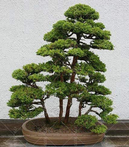 Plentree Samen Paket: 10PCS Bonsai Zeder Himalaya-Zeder Pot Conifer Indoor Bonsai-Baum der japanischen Zeder für Hausgarten-de s: 5 von Plentree