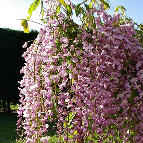 Plentree Samen Paket: 5 PC Wisteria Blumentöpfe ers Wisteria-Blumen-Bonsais-Mischfarben Garten: r von Plentree
