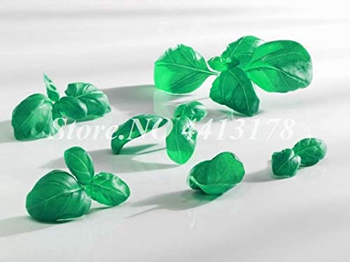 Plentree Samen Paket: DIY Hausgarten 100 Stück Zitronenbasilikum Bonsai, Ocimum Basilicum citriodorum Erbstück s Easy Grow Freies Verschiffen: 9 von Plentree