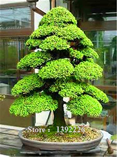 Plentree Samen Paket: Heilige der japanischen Zeder - 10 Seas Bonsai TreeFamily Garten Indoor- und Outdoor-Blume von Plentree